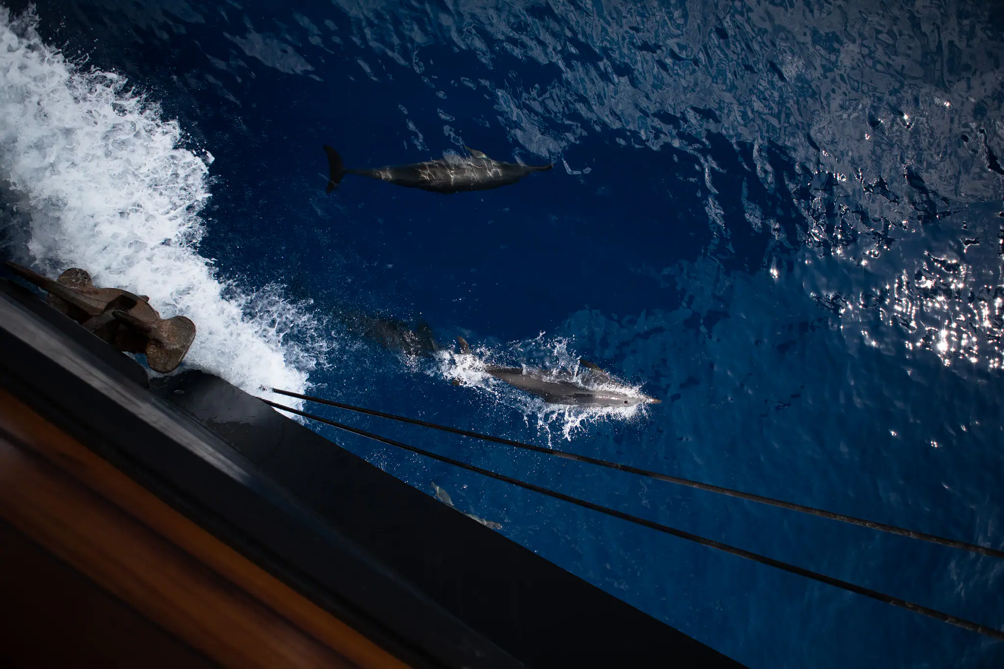Dolphins surfacing in the bow wave beside Dunia Baru's hull, seen from the deck