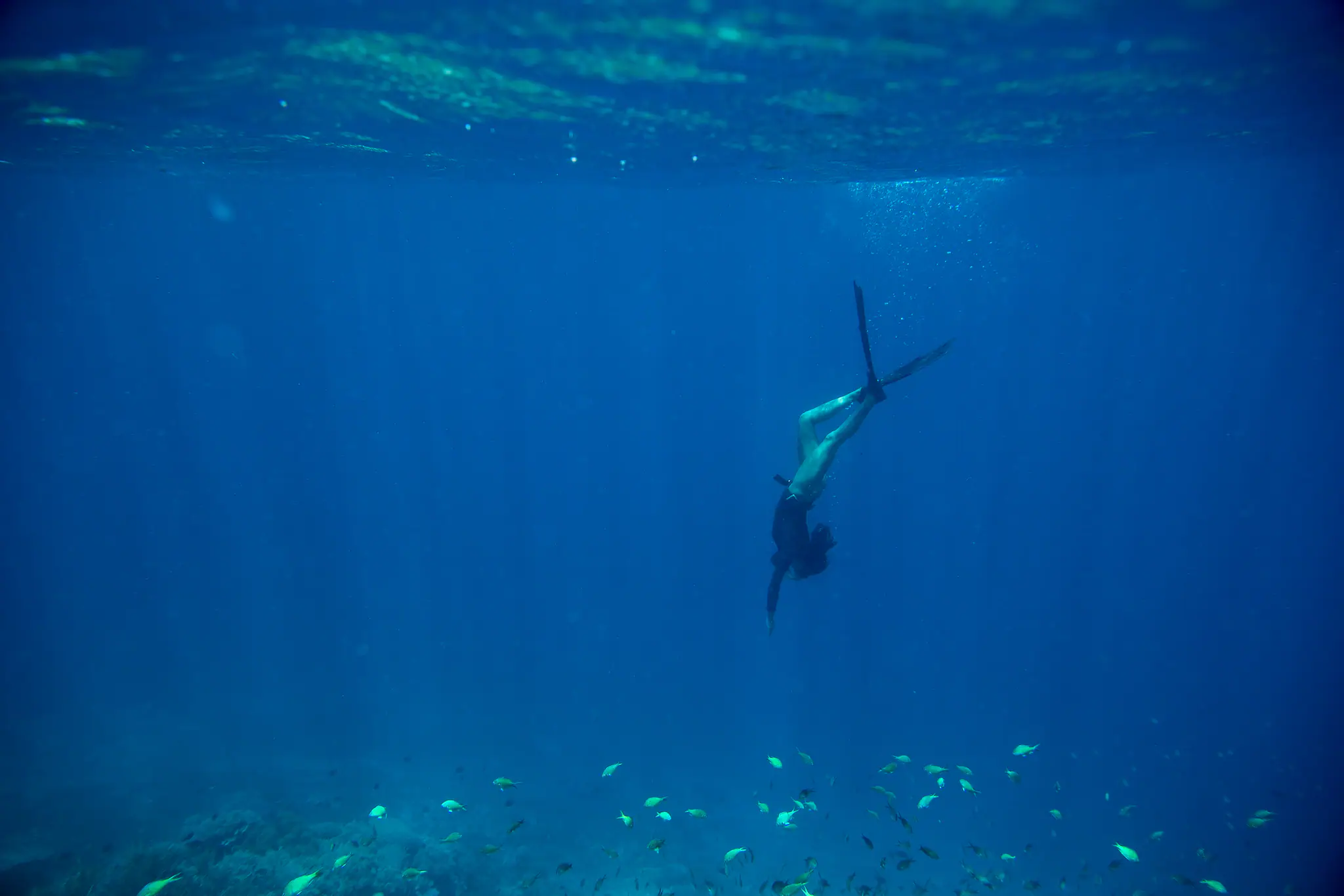 A freediver descending through blue water toward a reef and a school of fish on a Dunia Baru charter