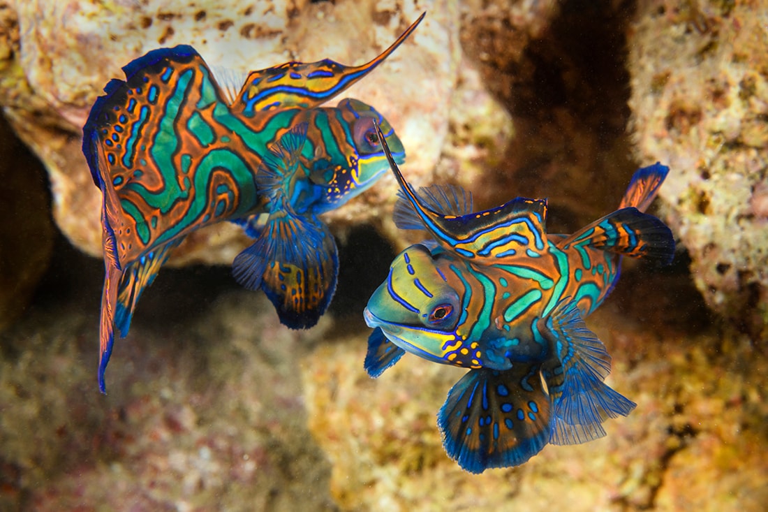 Pelagian 8
